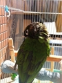 [Conure][ウロコインコ][ウロコインコ][インコ]くるみ（お日様もたっぷり浴びたよ！）