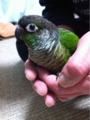 [Conure][ウロコインコ][ウロコインコ][インコ]くるみ（インコらしく）