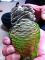 [Conure][ウロコインコ][ウロコインコ][インコ]くるみ（うろこ孔雀）