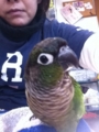 [Conure][ウロコインコ][ウロコインコ][インコ]くるみ（登場っ！）