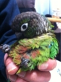 [Conure][ウロコインコ][ウロコインコ][インコ]くるみ（メタボって何さ？）