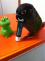 [Conure][ウロコインコ][ウロコインコ][インコ]くるみ（カエちゃん、リップクリーム使う？）