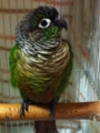 [Conure][ウロコインコ][ウロコインコ][インコ]くるみ（もふもふ好きに愛を込めて）