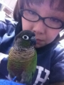 [Conure][ウロコインコ][ウロコインコ][インコ]くるみ（チビじゃねーしっ！）