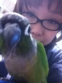 [Conure][ウロコインコ][ウロコインコ][インコ]くるみ（ぐわー、iPhone！）