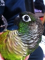 [Conure][ウロコインコ][ウロコインコ][インコ]くるみ（さて、横になろう）