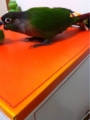 [Conure][ウロコインコ][ウロコインコ][インコ]くるみ（怪獣だぞー！）