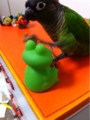 [Conure][ウロコインコ][ウロコインコ][インコ]くるみ（ぐわしっ）