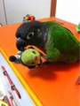 [Conure][ウロコインコ][ウロコインコ][インコ]くるみ（ビーちゃん、久しぶり！）