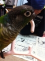 [Conure][ウロコインコ][ウロコインコ][インコ]くるみ（あれ、だんなひゃんは放置？）