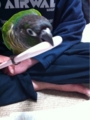 [Conure][ウロコインコ][ウロコインコ][インコ]くるみ（相手は強いほどいいんだよー！）