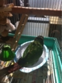 [Conure][ウロコインコ][ウロコインコ][インコ]くるみ（お待ちかねー！）