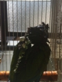 [Conure][ウロコインコ][ウロコインコ][インコ]くるみ（ずぶ濡れだー！）