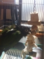 [Conure][ウロコインコ][ウロコインコ][インコ]くるみ（ぐわー！）