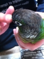 [Conure][ウロコインコ][ウロコインコ][インコ]くるみ（齧りたいなぁ）