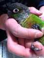 [Conure][ウロコインコ][ウロコインコ][インコ]くるみ（まだ赤ちゃんなのー！）