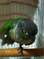 [Conure][ウロコインコ][ウロコインコ][インコ]くるみ（たりーなぁ）