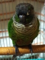 [Conure][ウロコインコ][ウロコインコ][インコ]くるみ（基本のもふもふ）