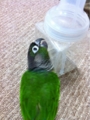 [Conure][ウロコインコ][ウロコインコ][インコ]くるみ（くーの打たせ湯グッズだっ！）