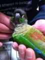 [Conure][ウロコインコ][ウロコインコ][インコ]くるみ（極楽極楽）