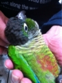 [Conure][ウロコインコ][ウロコインコ][インコ]くるみ（首こってるのー！）