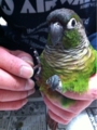 [Conure][ウロコインコ][ウロコインコ][インコ]くるみ（はいっ！）