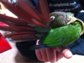 [Conure][ウロコインコ][ウロコインコ][インコ]くるみ（しっぽきれいねー！）