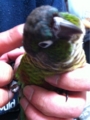 [Conure][ウロコインコ][ウロコインコ][インコ]くるみ（やべ、頭かゆいわ）