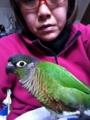 [Conure][ウロコインコ][ウロコインコ][インコ]くるみ（風が強いからねー！）