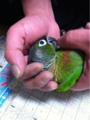 [Conure][ウロコインコ][ウロコインコ][インコ]くるみ（抵抗するぞー！）