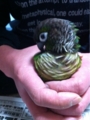 [Conure][ウロコインコ][ウロコインコ][インコ]くるみ（冬のもふもふ整理中）