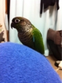 [Conure][ウロコインコ][ウロコインコ][インコ]くるみ（だんなひゃんの頭もらったー！）