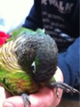 [Conure][ウロコインコ][ウロコインコ][インコ]くるみ（ん？　何か臭い？）