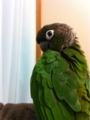 [Conure][ウロコインコ][ウロコインコ][インコ]くるみ（座椅子ももらったー！）