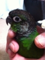 [Conure][ウロコインコ][ウロコインコ][インコ]くるみ（かわいいバージョンで）