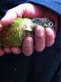 [Conure][ウロコインコ][ウロコインコ][インコ]くるみ（だんなひゃんのおしり側にて）