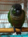 [Conure][ウロコインコ][ウロコインコ][インコ]くるみ（ぬぼー）