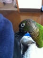 [Conure][ウロコインコ][ウロコインコ][インコ]くるみ（ベルト穴ちゃん！）