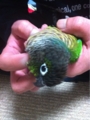 [Conure][ウロコインコ][ウロコインコ][インコ]くるみ（気持ちいいけど目は真剣だよ）