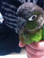 [Conure][ウロコインコ][ウロコインコ][インコ]くるみ（やあ！）