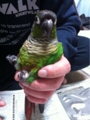 [Conure][ウロコインコ][ウロコインコ][インコ]くるみ（今日は風が強いの）