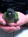 [Conure][ウロコインコ][ウロコインコ][インコ]くるみ（雨もすごいし）