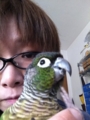 [Conure][ウロコインコ][ウロコインコ][インコ]くるみ（はー、だるいわー）