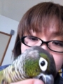 [Conure][ウロコインコ][ウロコインコ][インコ]くるみ（解放してよー！）