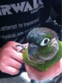 [Conure][ウロコインコ][ウロコインコ][インコ]くるみ（なーに？）