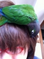 [Conure][ウロコインコ][ウロコインコ][インコ]くるみ（くーに眼鏡ちょーだいよ！）