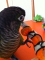 [Conure][ウロコインコ][ウロコインコ][インコ]くるみ（ニモちゃん！）