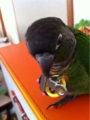 [Conure][ウロコインコ][ウロコインコ][インコ]くるみ（目玉ちゃん！）