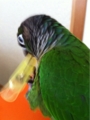 [Conure][ウロコインコ][ウロコインコ][インコ]くるみ（洗濯ばさみちゃん！）