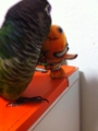 [Conure][ウロコインコ][ウロコインコ][インコ]くるみ（今日は勝手に遊ぶ日なのー！）